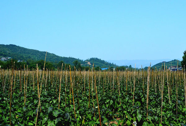 种植基地种植基地深圳市草莓视频在线观看视频农产品有限公司