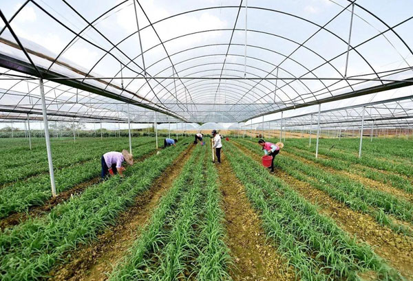 种植基地种植基地深圳市草莓视频在线观看视频农产品有限公司