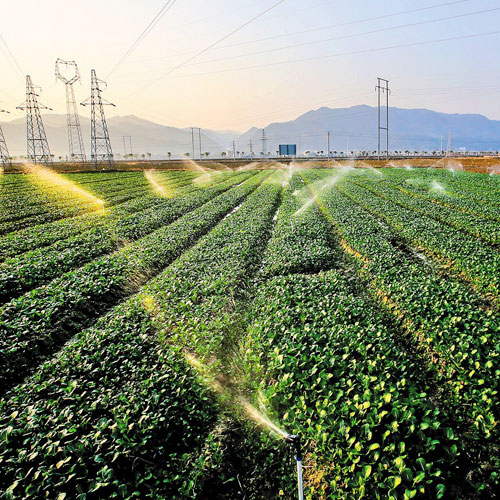 种植基地种植基地深圳市草莓视频在线观看视频农产品有限公司